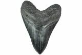 Fossil Megalodon Tooth - South Carolina #226763-1